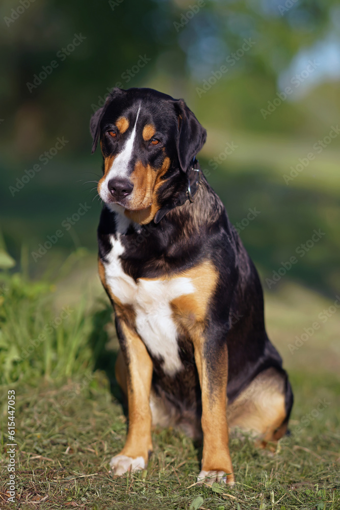 Attentive Greater Swiss Mountain dog with a black leather collar posing outdoors sitting on a green grass in spring Attentive Greater Swiss Mountain dog with a black leather collar posing outdoors sitting on a green grass in spring