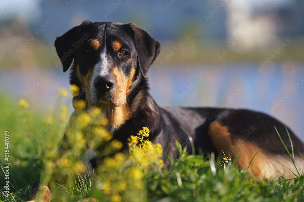 The portrait of a Greater Swiss Mountain dog posing outdoors near a water lying down in a green grass with yellow flowers in spring The portrait of a Greater Swiss Mountain dog posing outdoors near a water lying down in a green grass with yellow flowers in spring