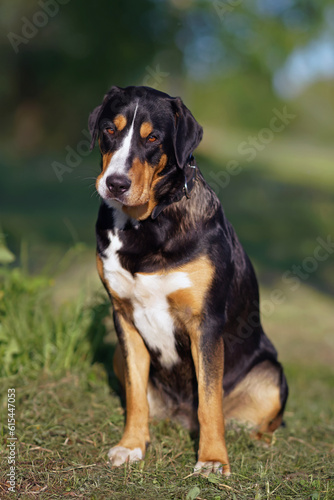 Attentive Greater Swiss Mountain dog with a black leather collar posing outdoors sitting on a green grass in spring