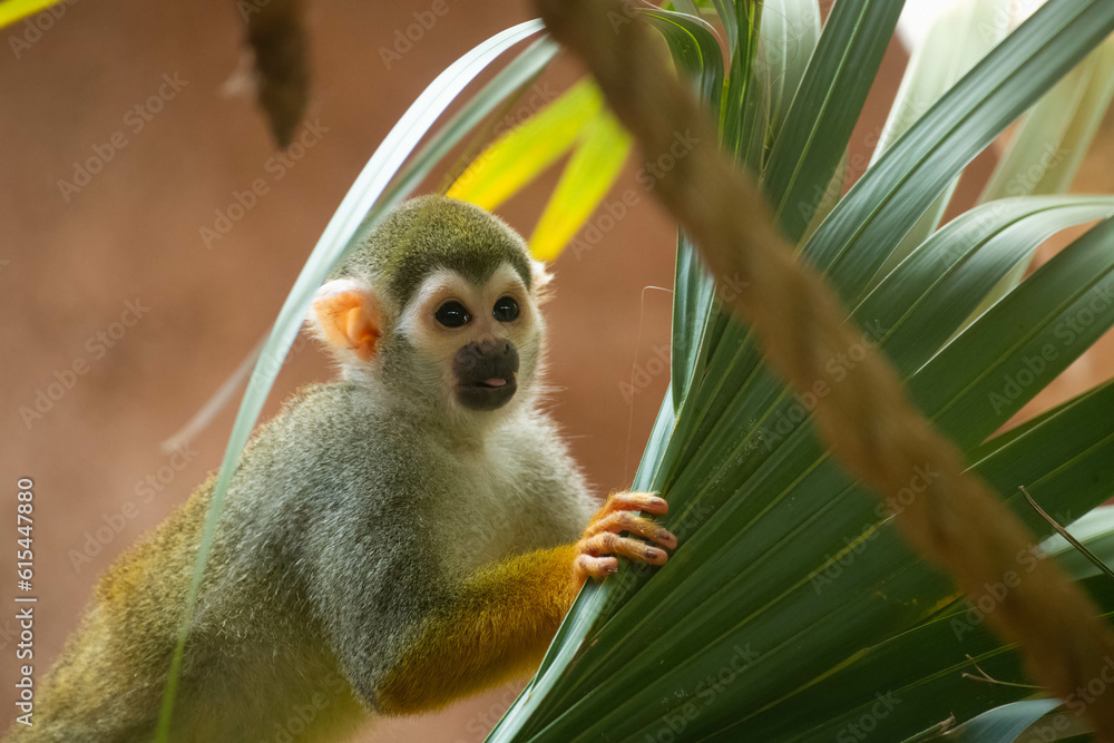 Fototapeta premium Happy spider monkey holding leaf
