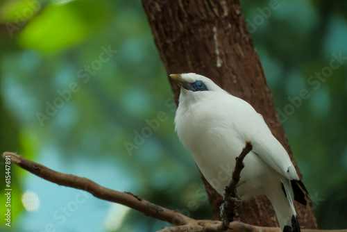 White myna bird with blue skin around eye looking at viewer