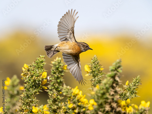 Stonechat Flying through gorse in bloom.  A female Stonechat (Saxicola torquata) flying above gorse bushes with a background of gorse bushes in full bloom.