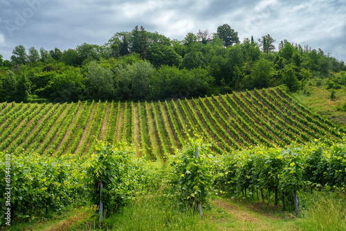 Hills of Oltrepo Pavese at June. Vineyards