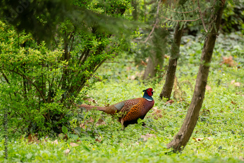 Wallpaper Mural pheasant male in the grass Torontodigital.ca