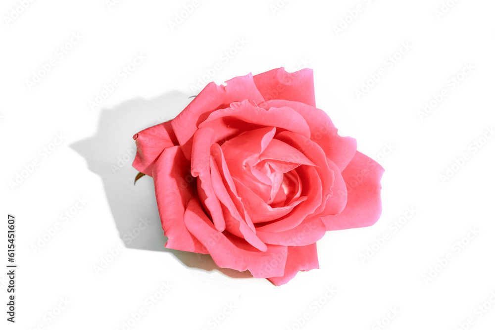 Fototapeta premium Red rose with hard shadow isolated on white background