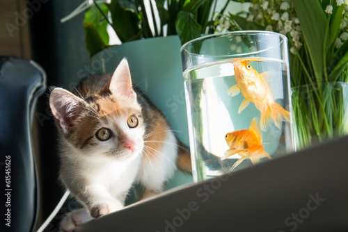In a room on the windowsill, a cat is watching a goldfish in an aquarium.
