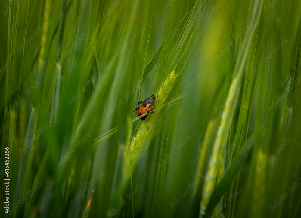 Brown bug Anisoplia segetum on green wheat Brown bug Anisoplia segetum on green wheat