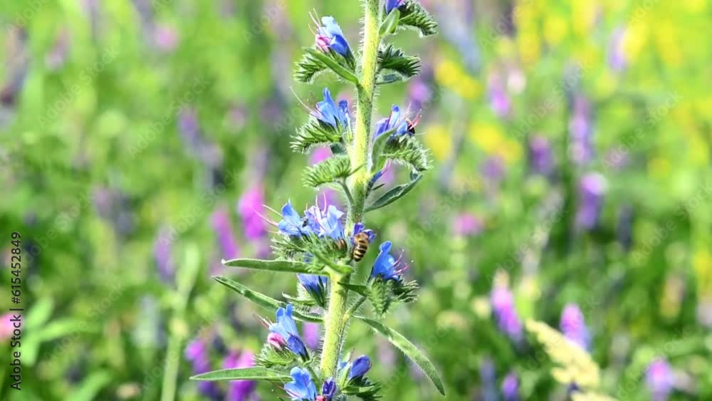 Bees collect nectar from flowers. Bees fly on a blue flower. Beekeeping. Bee honey. Bees collect nectar from flowers. Bees fly on a blue flower. Beekeeping. Bee honey.