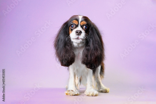 Spaniel dog cavalier King Charles on a background of flamingo color