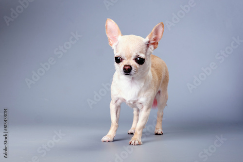 A short-haired chihuahua is isolated after grooming procedures on a gray background. Studio photo © Ihar