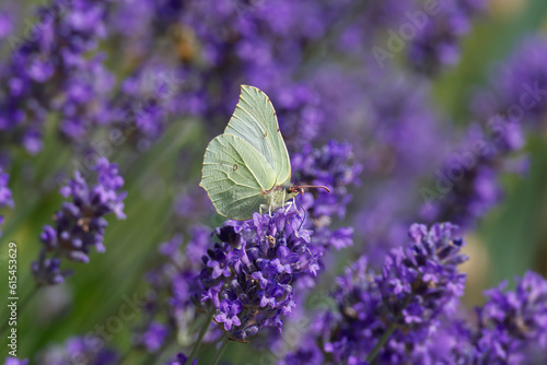 Photography Common brimstone butterfly (Gonepteryx rhamni) sitting on lavender in Zurich, Sw