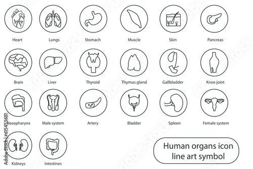 Human internal organs hand drawn line icon. Minimal vector illustration with a simple thin line icon