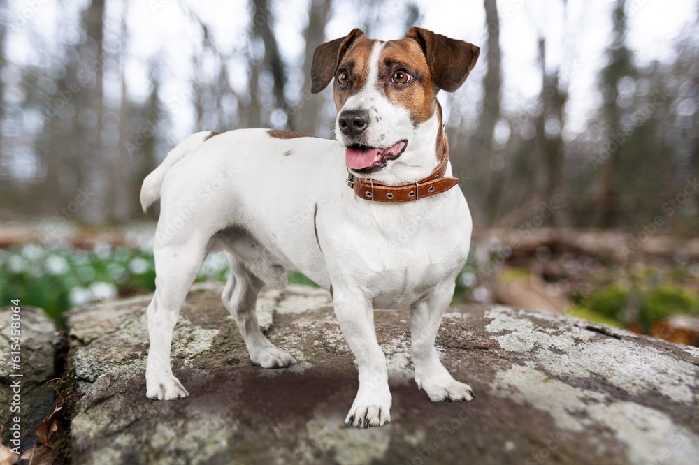 Cute fluffy dog puppy in nature forest