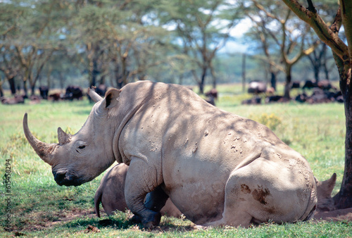 Close-up of white Rhinoceros at Lake Nakuru National Park  Kenya