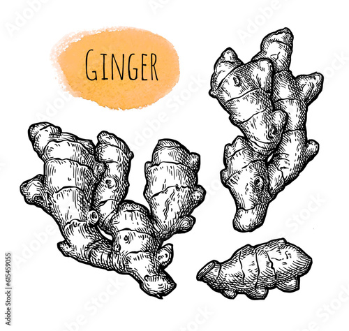 Fresh ginger root ink sketch.
