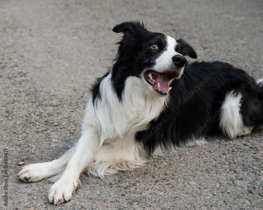 Black and white border collie lying on the pavement with crossed paws. 