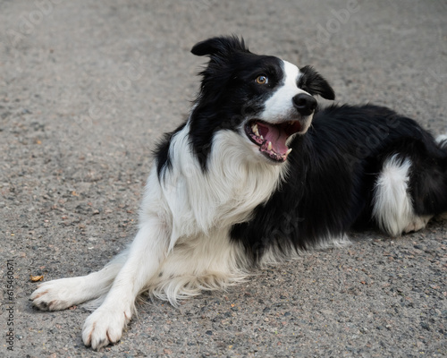 Black and white border collie lying on the pavement with crossed paws. 