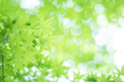 京都 夏の空を彩る爽やかな緑色のもみじの葉