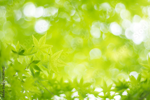 京都 夏の空を彩る爽やかな緑色のもみじの葉 © ryo96c