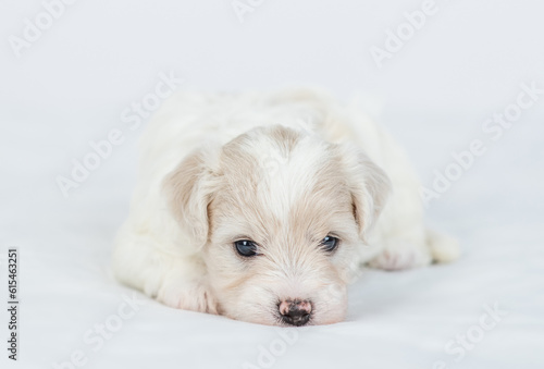 Sleepy Bichon Frise puppy lying on a bed at home