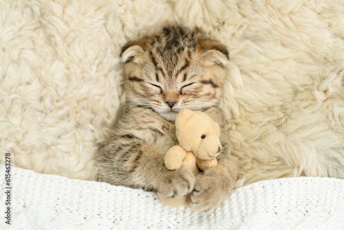 Cozy tiny fold tabby kitten sleeps under warm plaid with favorite toy bear on the bed at home. Top down view