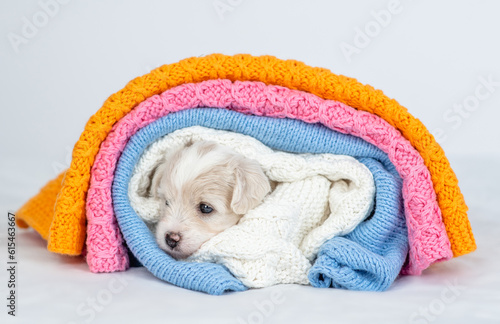 Tiny bichon frise puppy wrapped in warm blankets on the bed at home © Ermolaev Alexandr