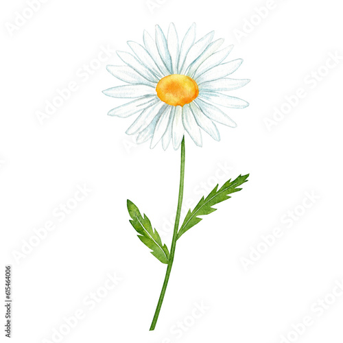 chamomile flowers watercolor