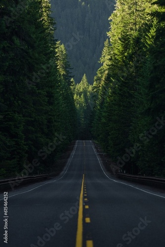 road in the forest