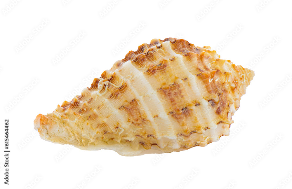 sea shell isolated on white background sea shell isolated on white background