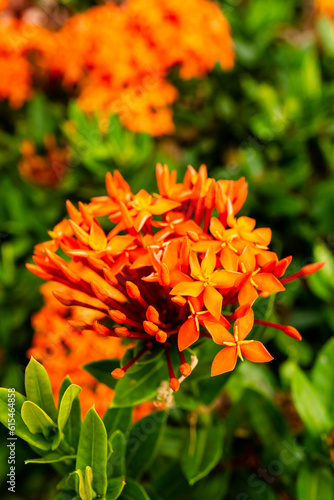 orange marigold flower
