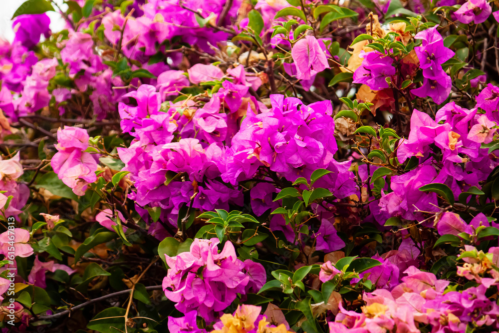 Bougainvillea flowers in the tropical garden. Bougainvillea flowers in the tropical garden.