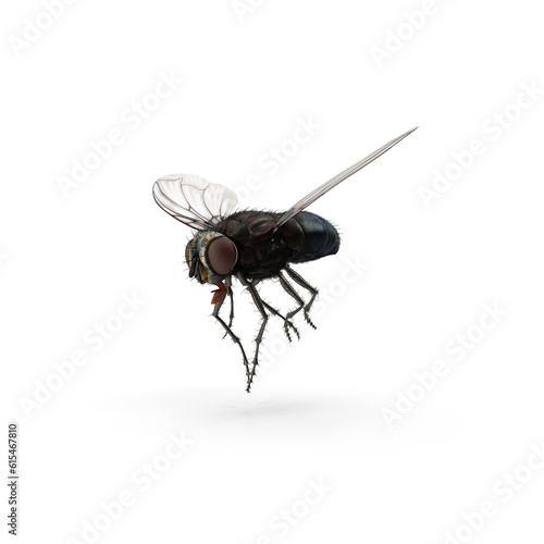 Fly insect isolated transparent background