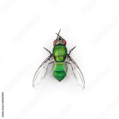 Common green fly. blow fly. Lucilia sericata