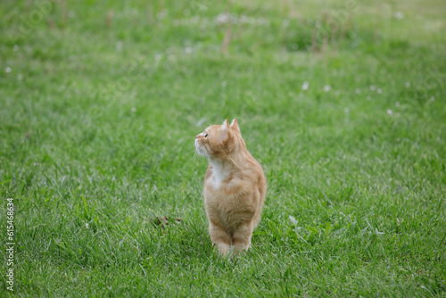 chat roux sur la pelouse (ID: 615468634)