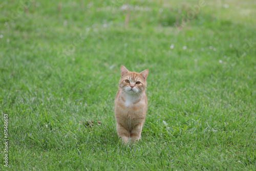 chat roux sur la pelouse  (ID: 615468653)