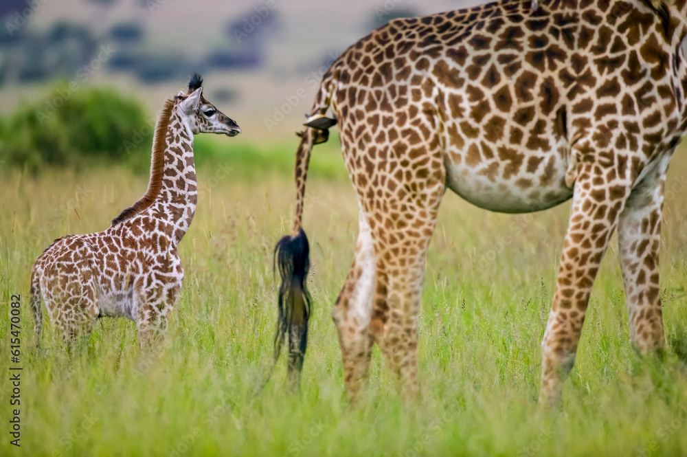 Young Giraffe (Giraffa camelopardalis) follows its mother who has Oxpeckers (Buphagus sp.) on her tail in the Maasai Mara Game Reserve; Kenya Young Giraffe (Giraffa camelopardalis) follows its mother who has Oxpeckers (Buphagus sp.) on her tail in the Maasai Mara Game Reserve; Kenya