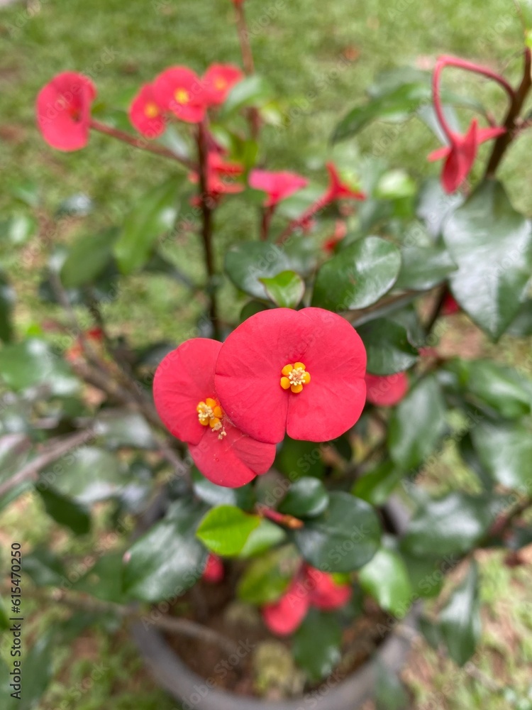 red flowers in the garden red flowers in the garden