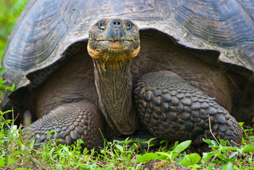 Portrait of a Giant Tortoise (Chelonoidis niger); Santa Cruz Island, Galapagos Islands, Ecuador photo