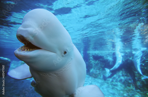 Beluga whale (Delphinapterus leucas) in blue water in an aquarium; Mystic, Connecticut, United States of America