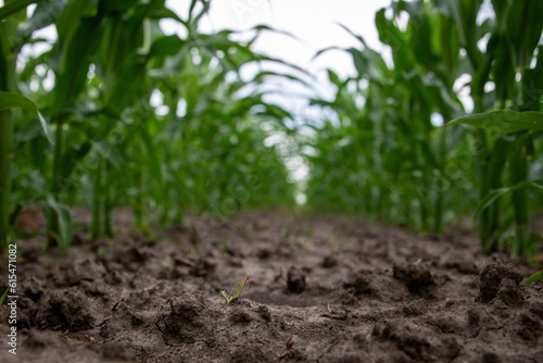 Soil between green corn rows