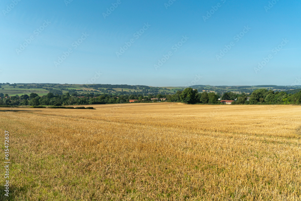 Golden field in the countryside with a distant horizon and clear blue sky; Ravensworth, North Yorkshire, England Golden field in the countryside with a distant horizon and clear blue sky; Ravensworth, North Yorkshire, England