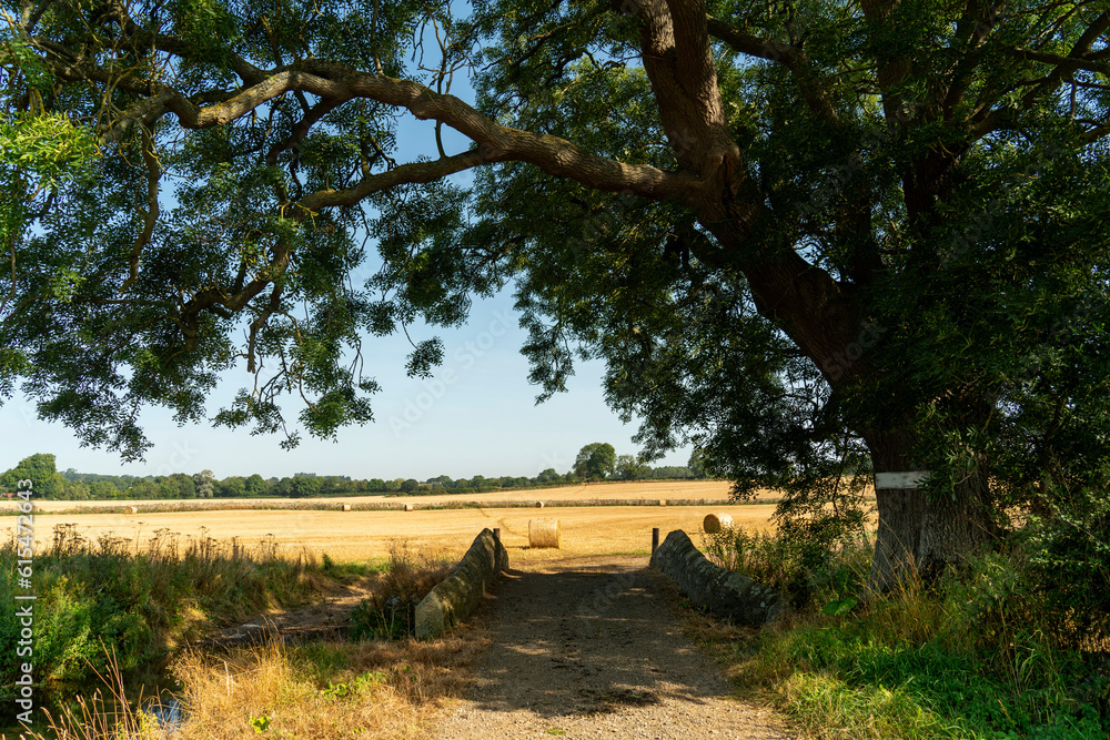 Large tree at the edge of golden farmland with hay bales; Ravensworth, North Yorkshire, England Large tree at the edge of golden farmland with hay bales; Ravensworth, North Yorkshire, England