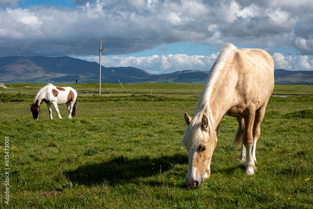 Horses (Equus caballus) grazing in the grassy fields along the Maharees close to a village on the Dingle Peninsula on the Atlantic Coast; County Kerry, Ireland Horses (Equus caballus) grazing in the grassy fields along the Maharees close to a village on the Dingle Peninsula on the Atlantic Coast; County Kerry, Ireland