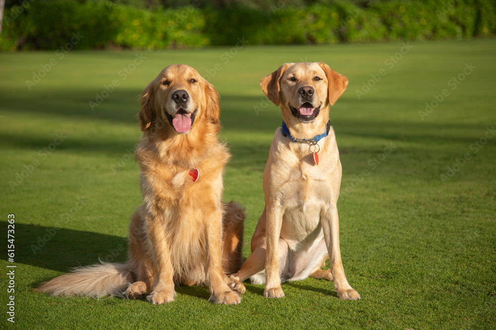 Portrait of two beautiful dogs (Canis lupus familiaris) sitting on a grassy lawn, One Yellow Labrador Retriever and one Golden Retriever; Maui, Hawaii, United States of America Portrait of two beautiful dogs (Canis lupus familiaris) sitting on a grassy lawn, One Yellow Labrador Retriever and one Golden Retriever; Maui, Hawaii, United States of America