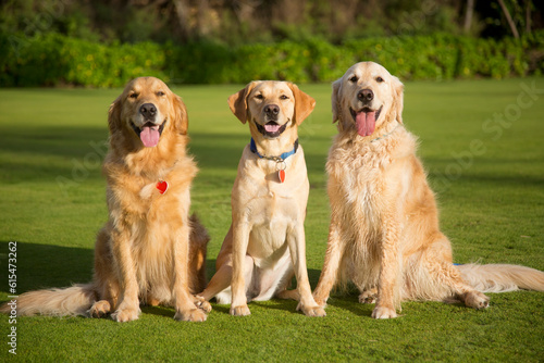 Portrait of three beautiful dogs (Canis lupus familiaris) sitting on a grassy lawn, One Yellow Labrador Retriever sitting between two Golden Retrievers; Maui, Hawaii, United States of America