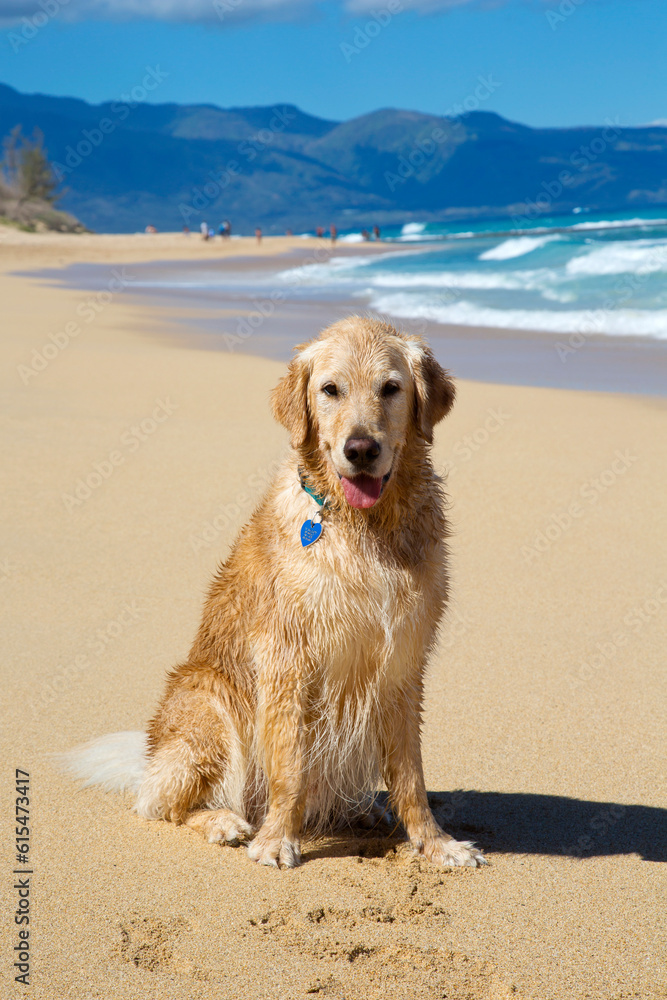 Portrait of a smiling Golden Retriever (Canis lupus familiaris) on Baldwin Beach on the North Shore of Maui near Paia; Maui, Hawaii, United States of America Portrait of a smiling Golden Retriever (Canis lupus familiaris) on Baldwin Beach on the North Shore of Maui near Paia; Maui, Hawaii, United States of America