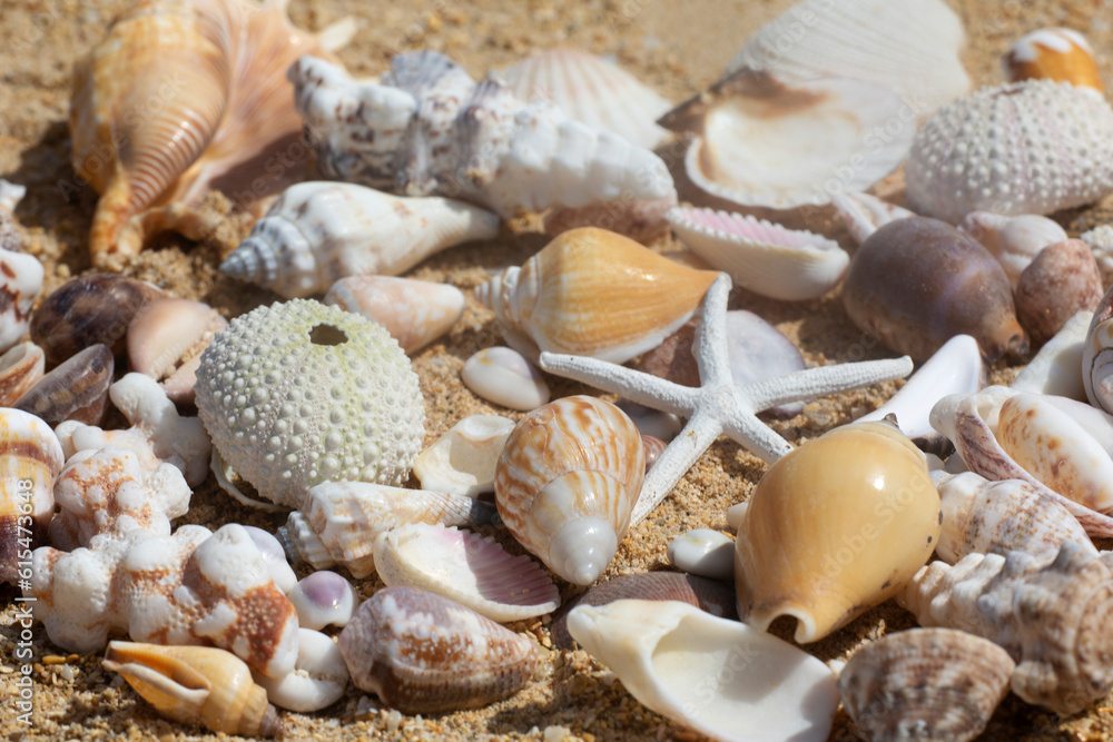Close-up of a collection of sea shells on the beach; Maui, Hawaii, United States of America Close-up of a collection of sea shells on the beach; Maui, Hawaii, United States of America