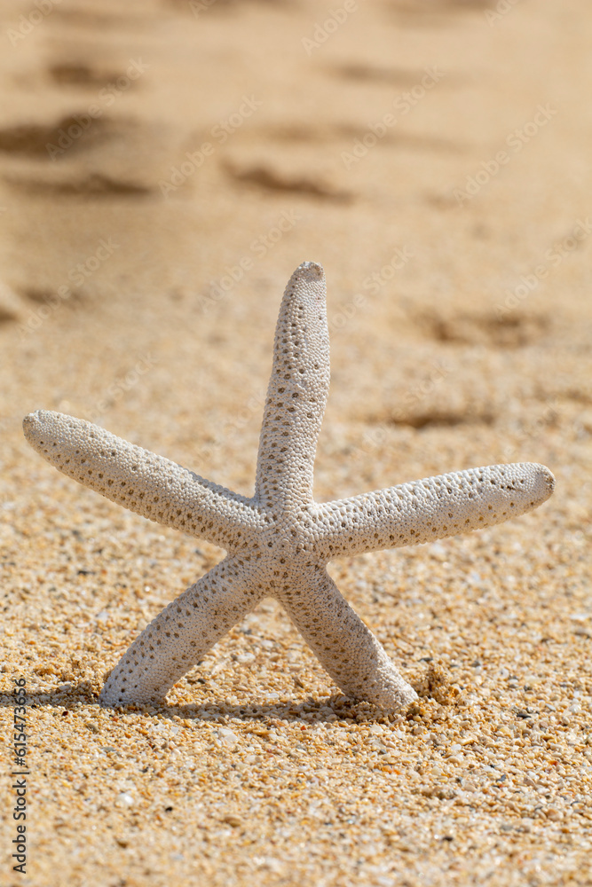 Close-up of a dried starfish placed upright in the sand on a beach in Maui; Maui, Hawaii, United States of America Close-up of a dried starfish placed upright in the sand on a beach in Maui; Maui, Hawaii, United States of America