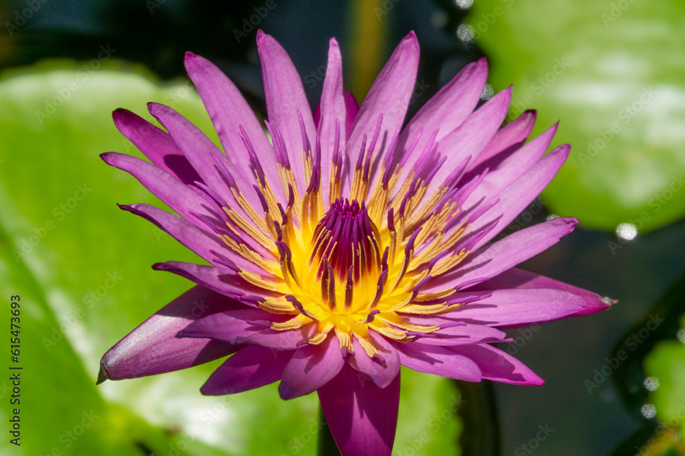 Close-up of Hawaiian, Purple Water Lily (Nymphaea); Maui, Hawaii, United States of America Close-up of Hawaiian, Purple Water Lily (Nymphaea); Maui, Hawaii, United States of America