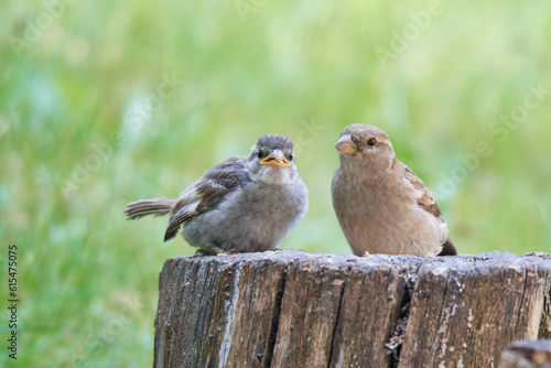 Junger Haussperling bei der Fütterung 